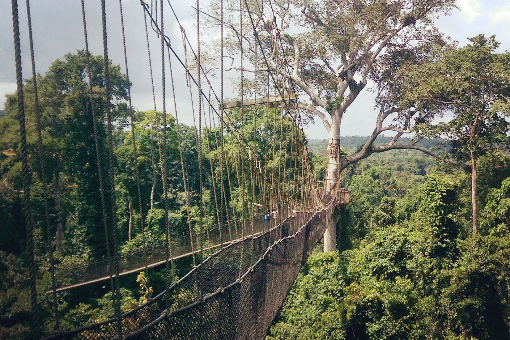 kakum national park in cape coast, Ghana - african leaders Magazine 