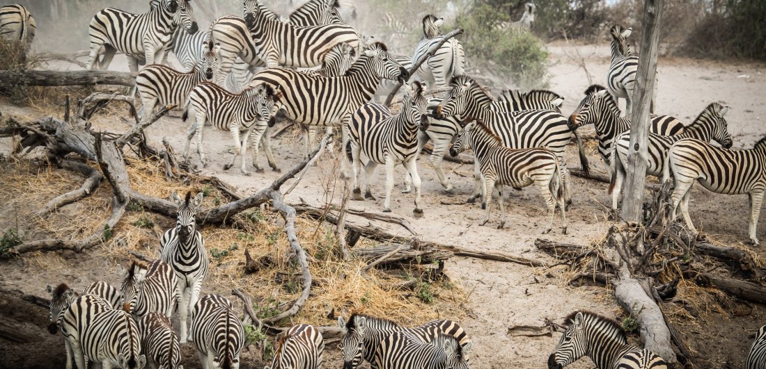 THE MAKGADIKGADI, Botswana, the Pans National Park - African Leaders Magazine 